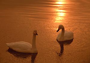 岩手県一関市に位置する東横INN一ノ関駅前の魅力と概要：快適な滞在と便利なアクセスを提供するビジネスホテル